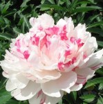 125661 — копия4